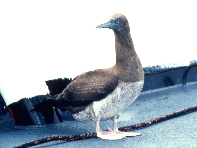 juvenile brown booby